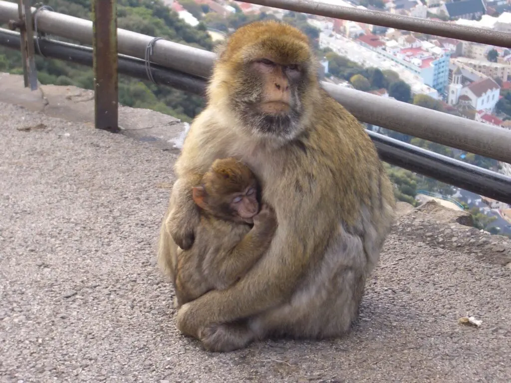 Berberaffe mit Baby auf dem Upper Rock in Gibraltar