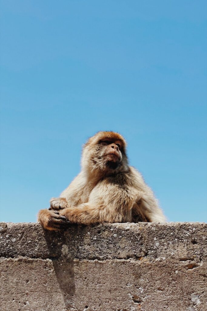 Berberaffe sitzt auf einer Mauer auf dem Upper Rock in Gibraltar