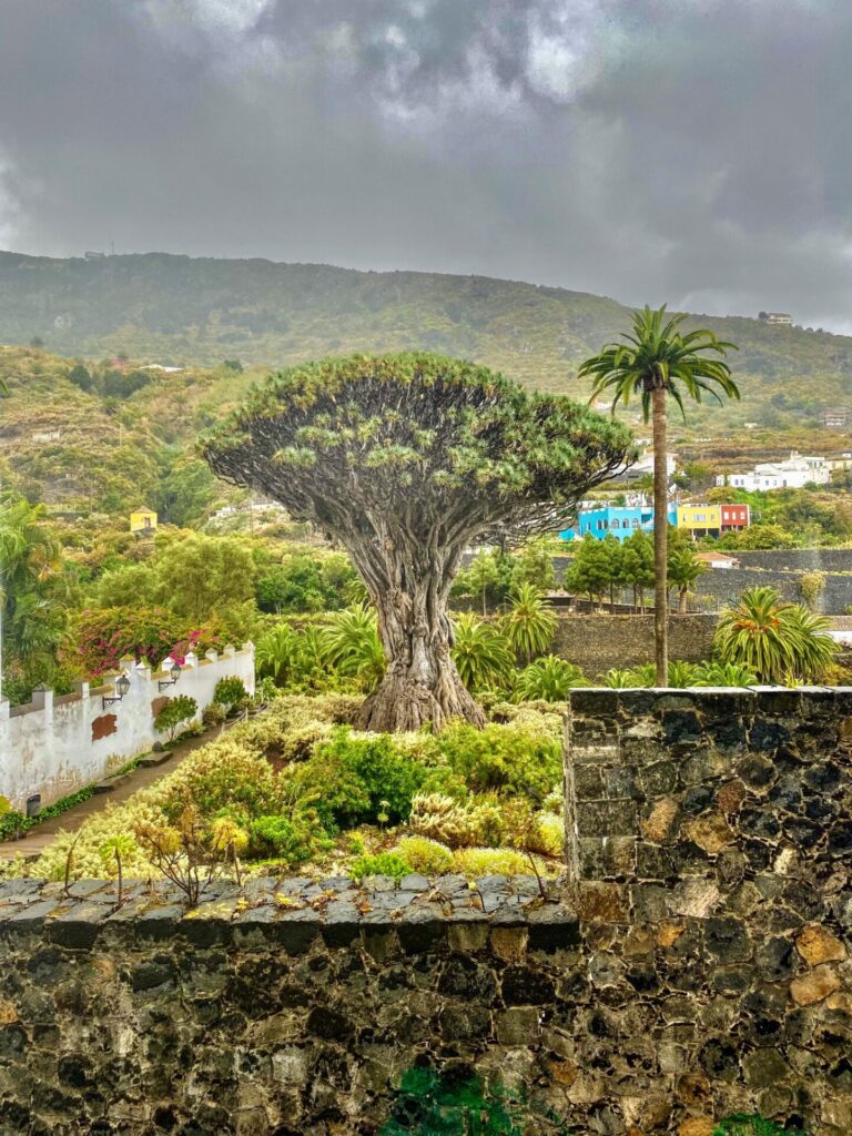 Drago Milenario in Icod de los Vinos auf Teneriffa