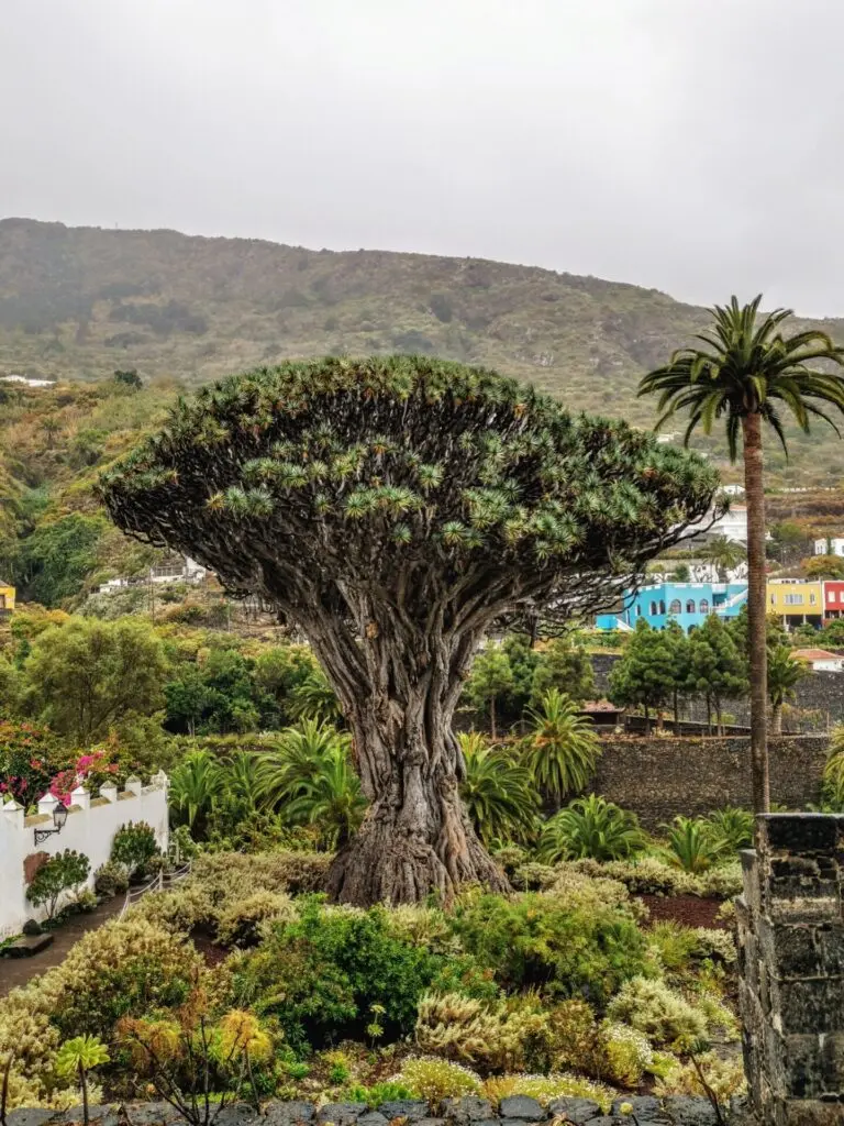 Mittelmeer Spanien Kanaren Teneriffa Santa Cruz Natur Berg Masc Schlucht