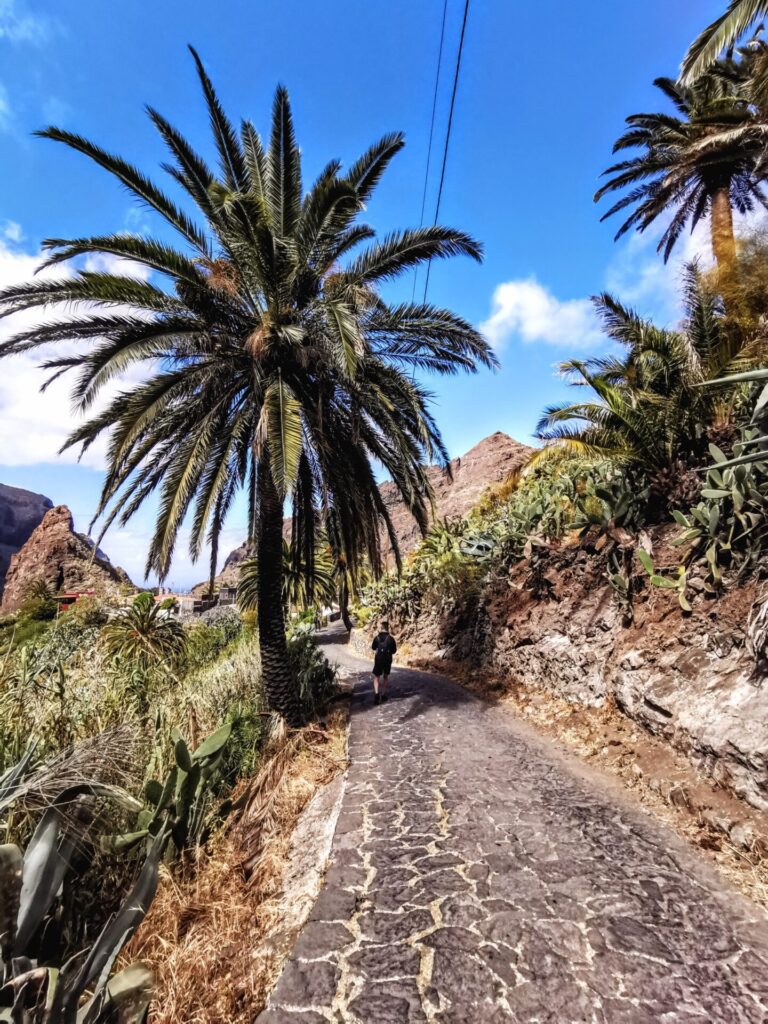 Wanderweg mit Palme in Masca auf Teneriffa
