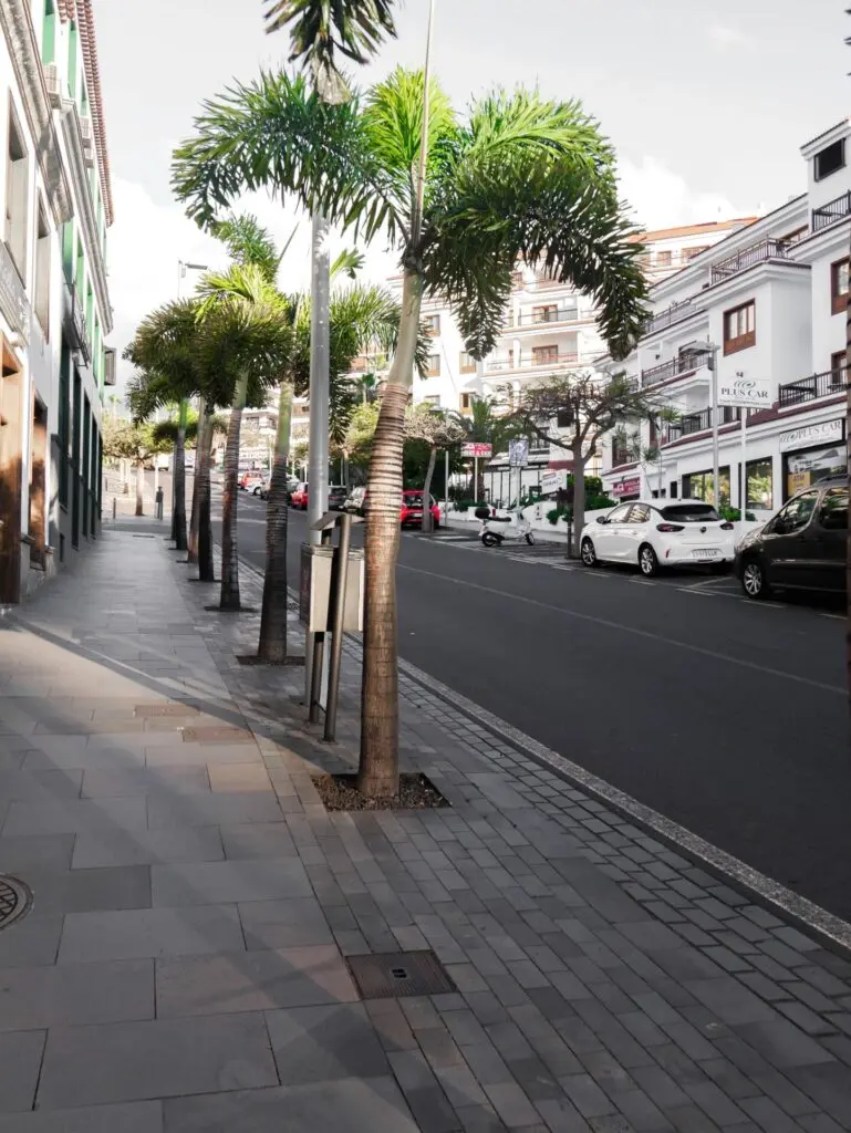 Gasse mit Palmen auf Santa Cruz