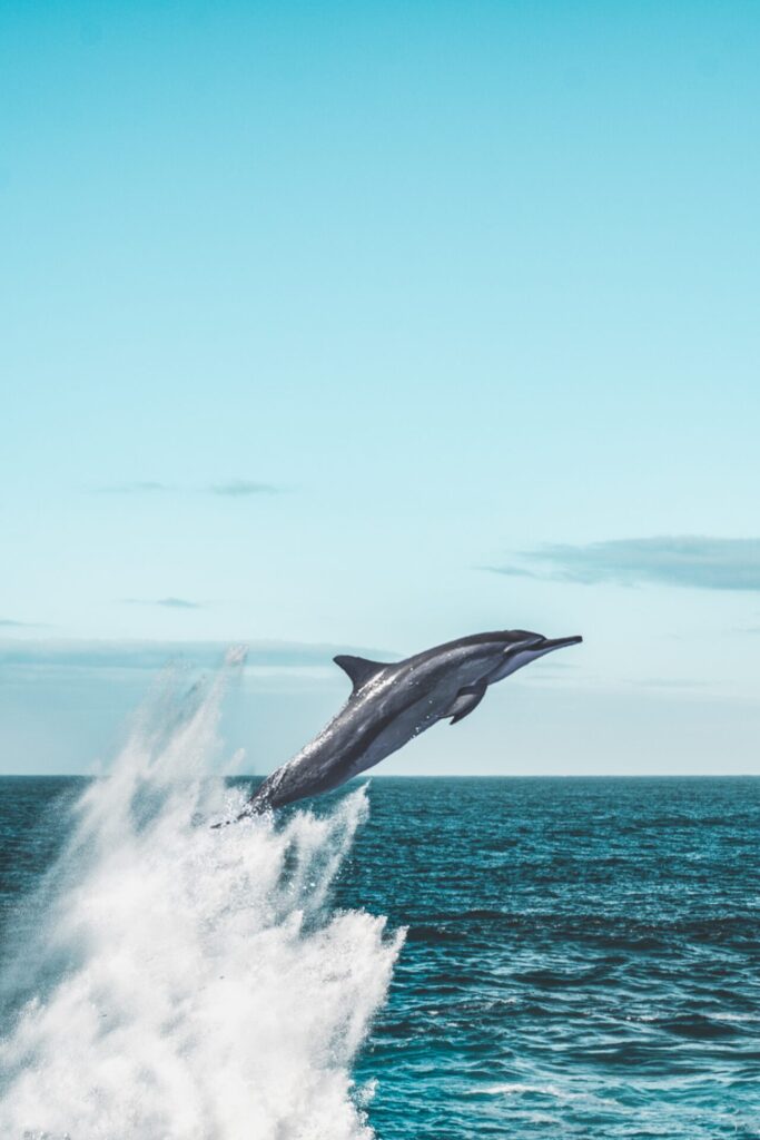 Delfin springt aus dem Meer auf Teneriffa