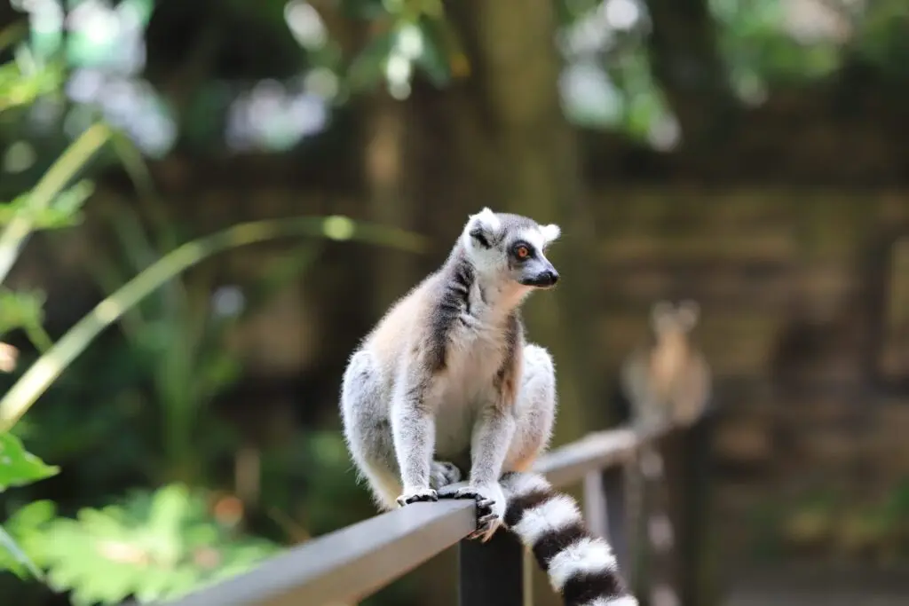 Affe sitz auf Geländer in  Teneriffa 