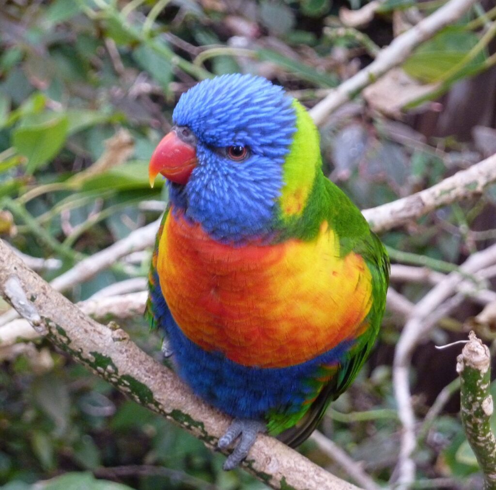 Bunter Vogel auf Teneriffa 