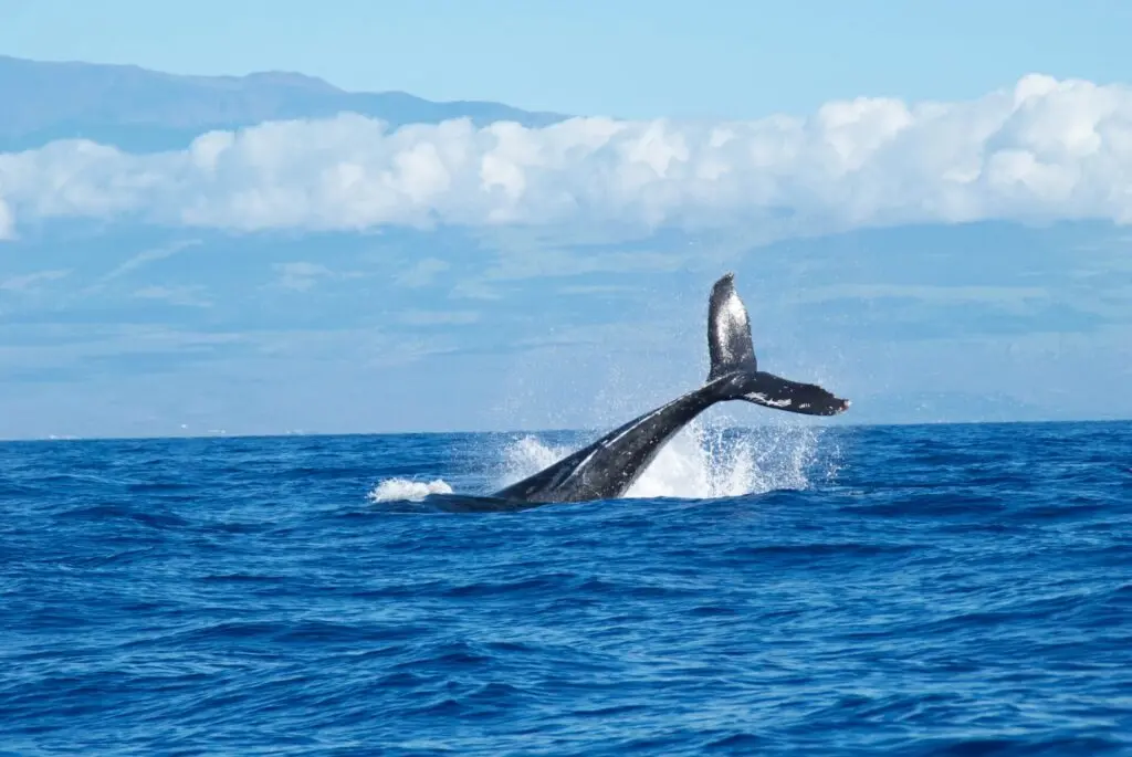 Delfin-Flosse im Meer auf Teneriffa