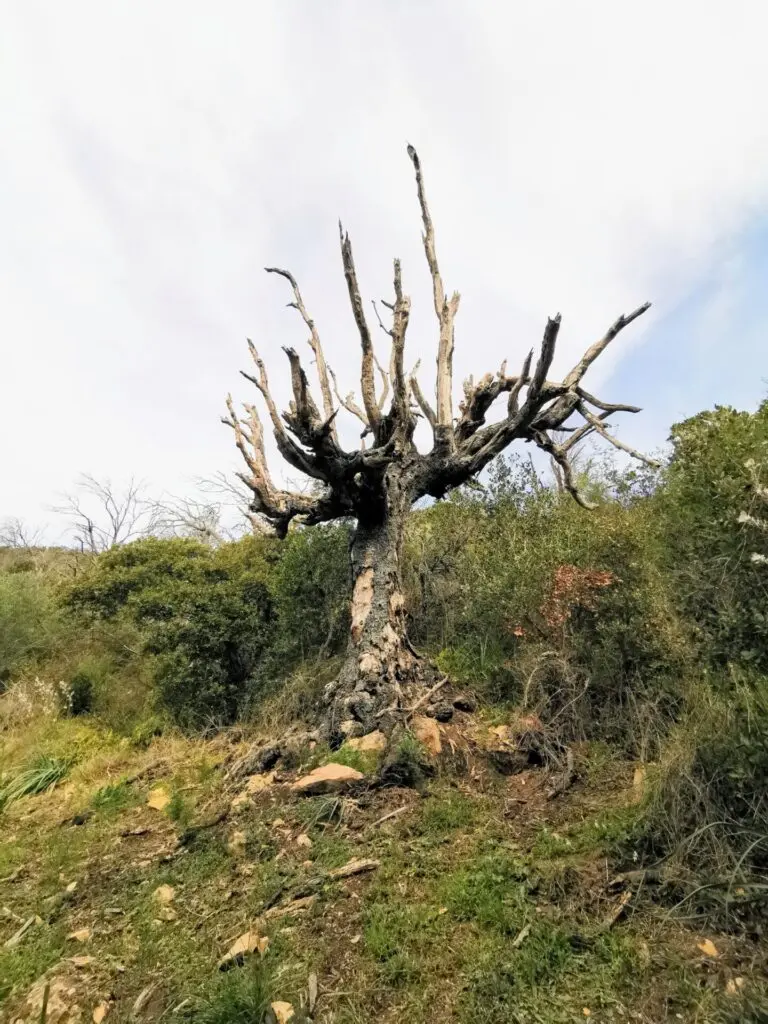 Morscher Baum in natürlicher Natur