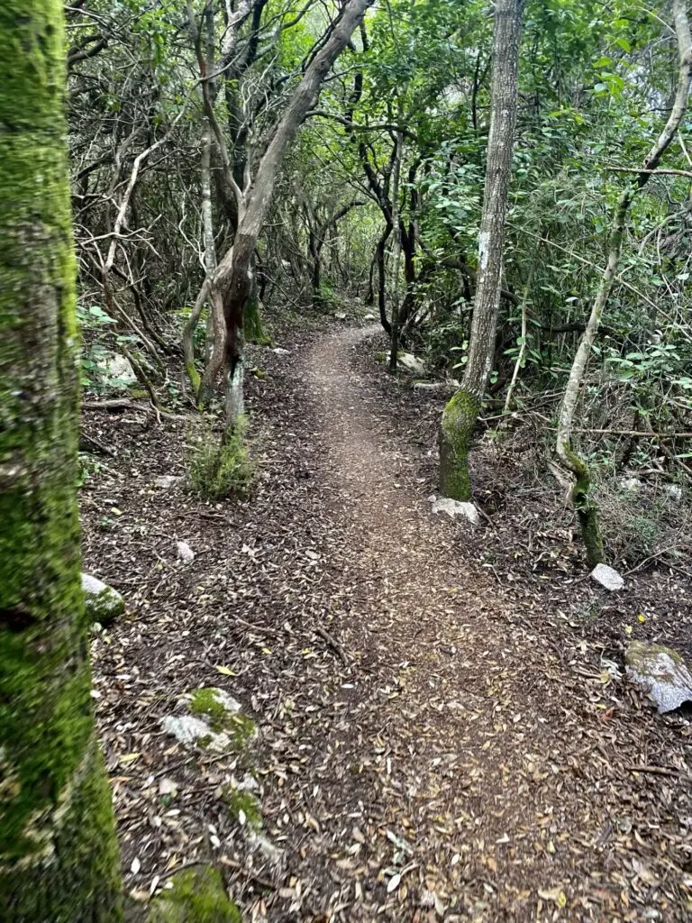 Wander-Weg durch eine Baum-Allee