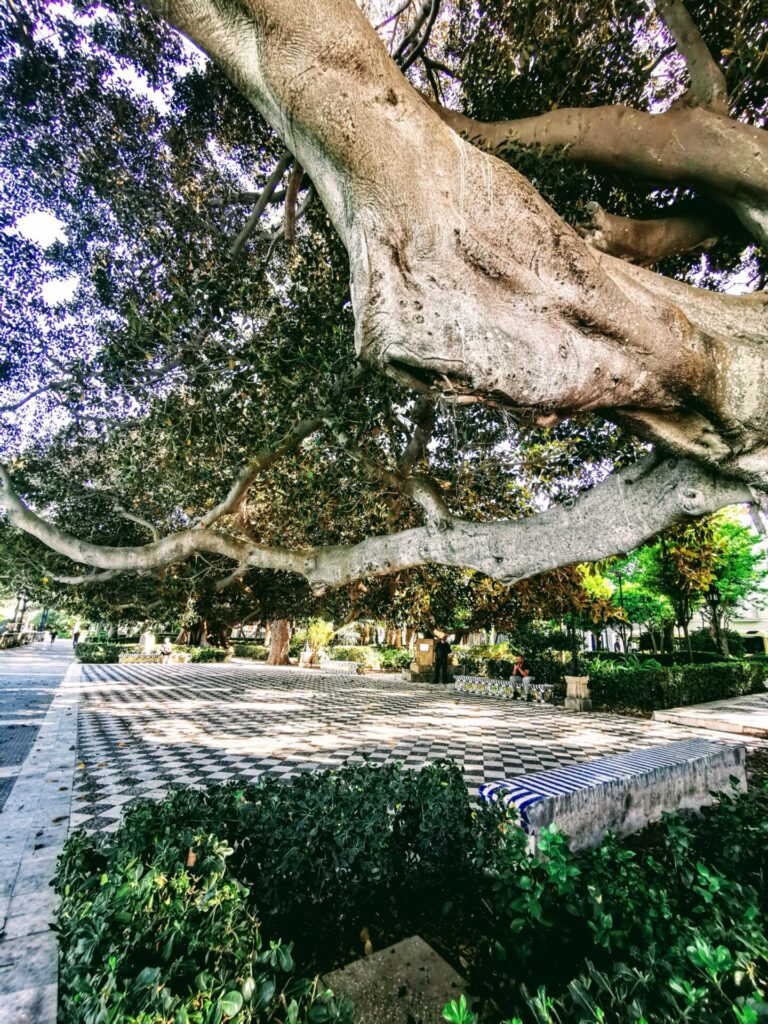 Baum im Jardines de Alameda Apodaca in Cadiz