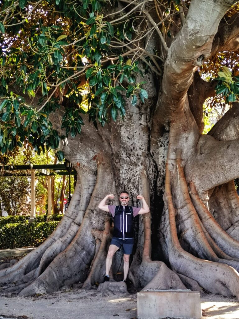 Baum mit Mann im Jardines de Alameda Apodaca in Cadiz