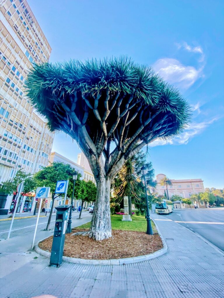 Drachenbaum in Cadiz