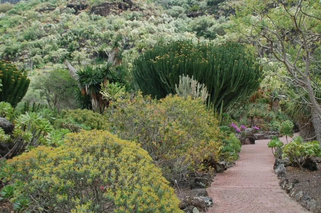 Jardín Canario - Botanischer Garten auf Gran Canaria