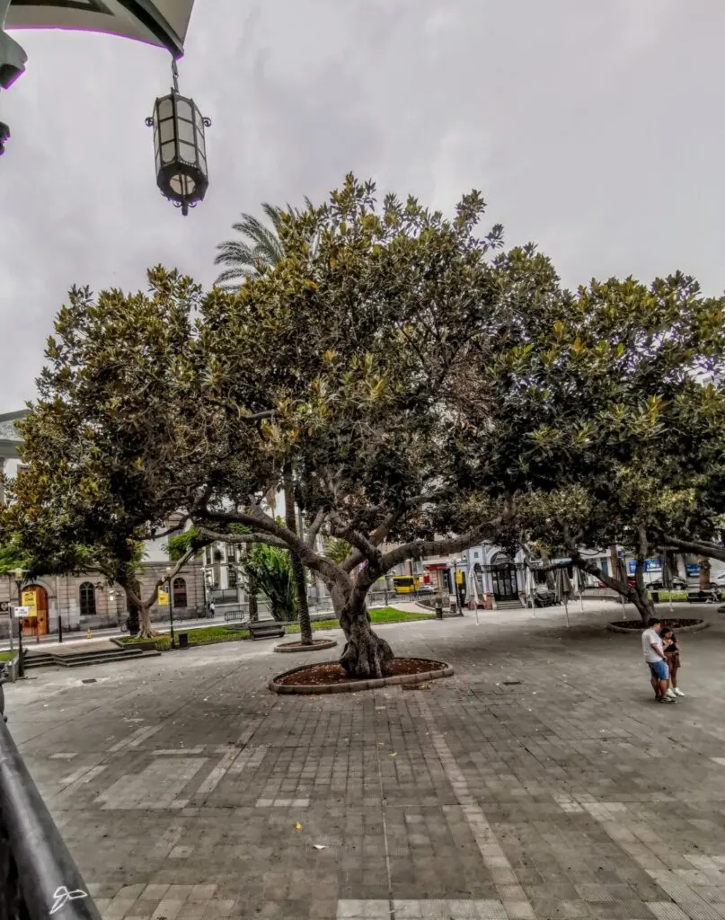 Pavillon Dach im Baum im Parque San Telmo Gran Canaria Las Palmas Gran Canaria Las Palmas 