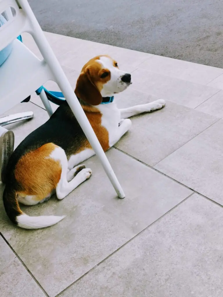Beagle unter einem Tisch in Arrecife