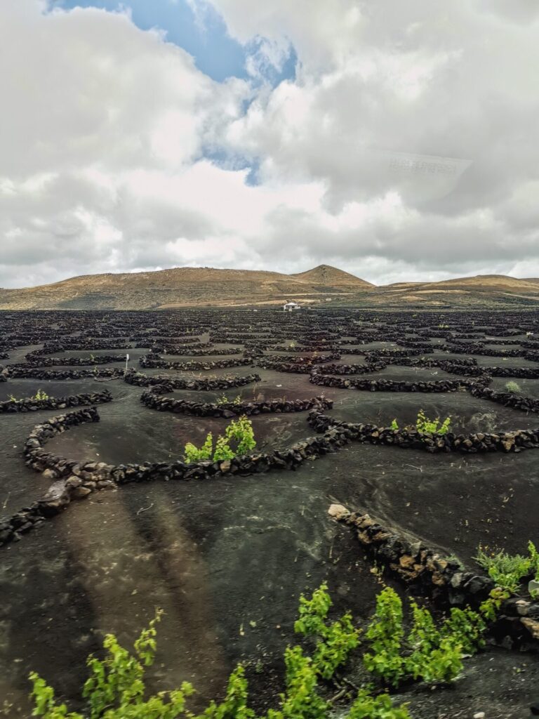 Weinanbaugebiet auf Lanzarote