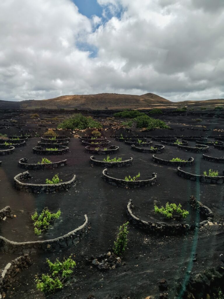 Weinanbaugebiet in Lanzarote