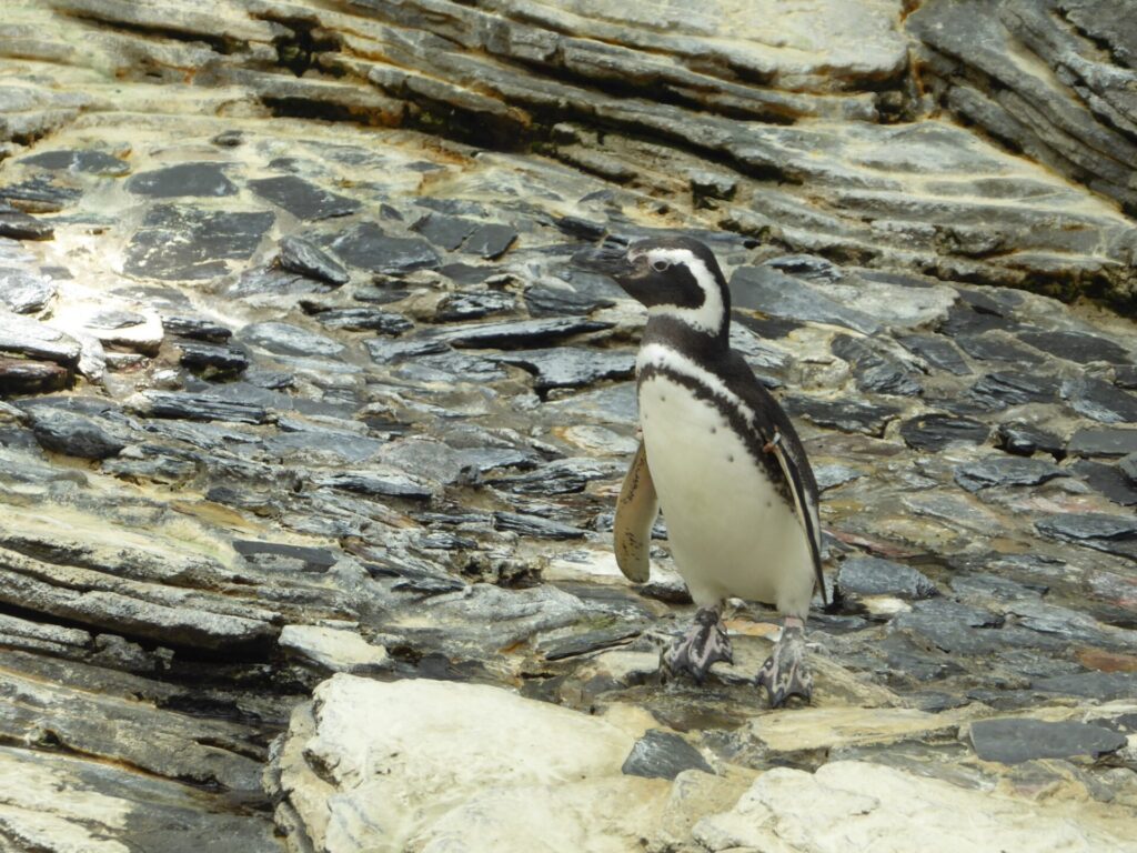 Pinguin auf einen Stein in Oceanário in Lissabon