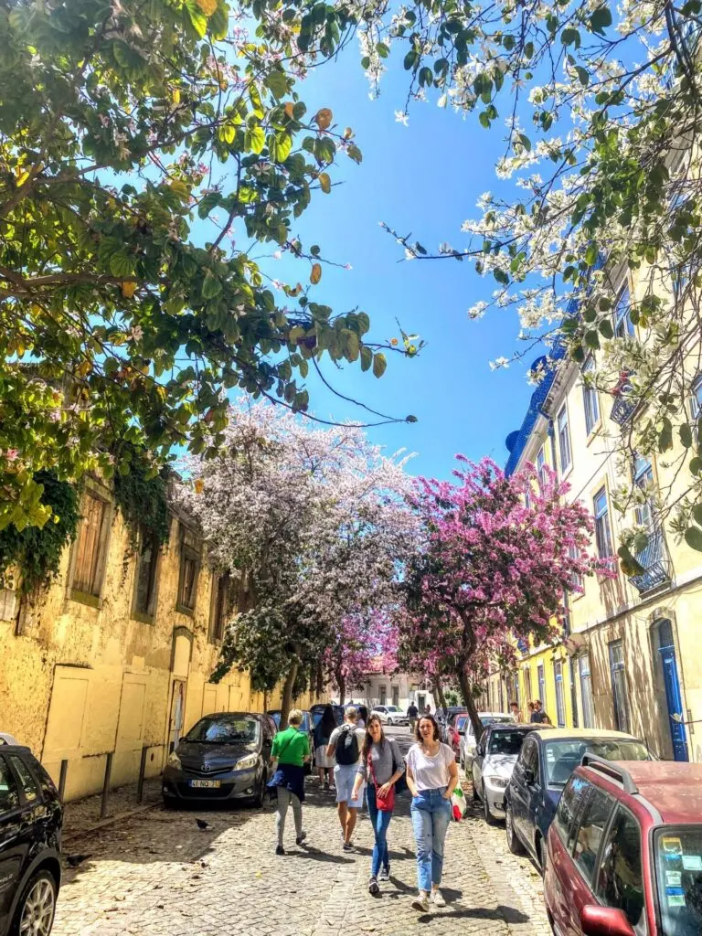 Gasse mit blühenden Bäumen in Lissabon