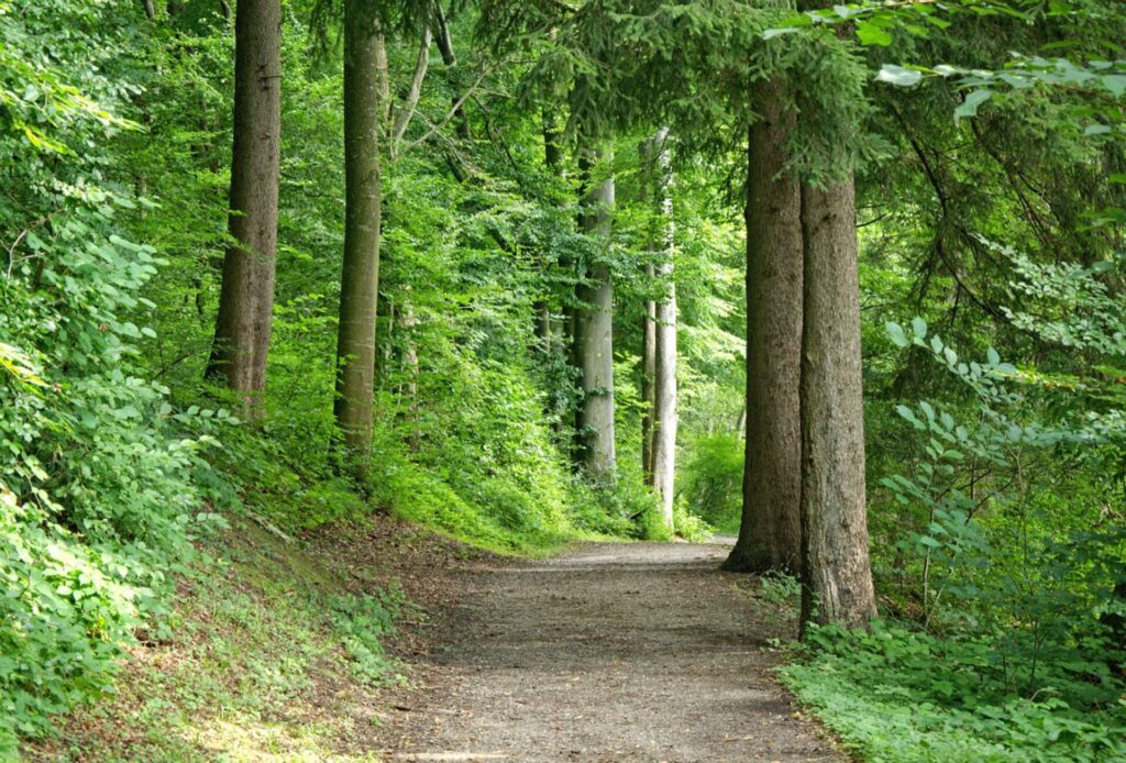 Wanderweg mit Bäumen in Lissabon