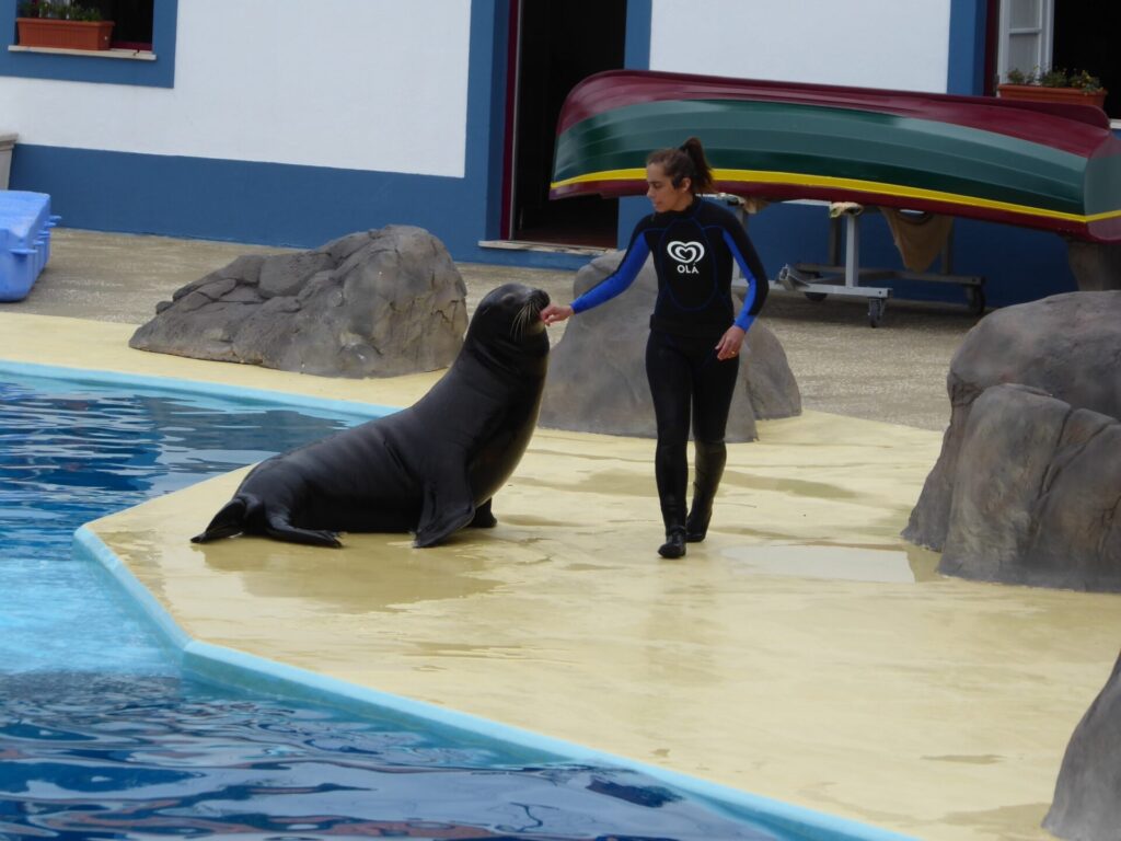Seelöwe und Frau im Zoo in Lissabon