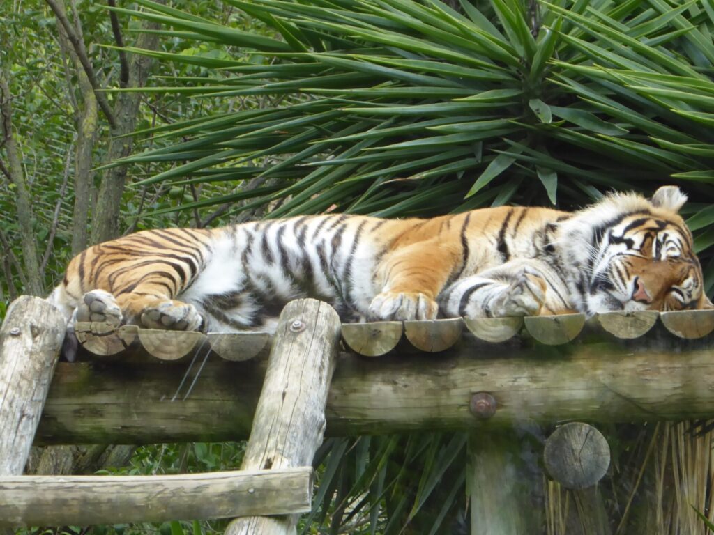 Schlafender Tiger in Lissabon