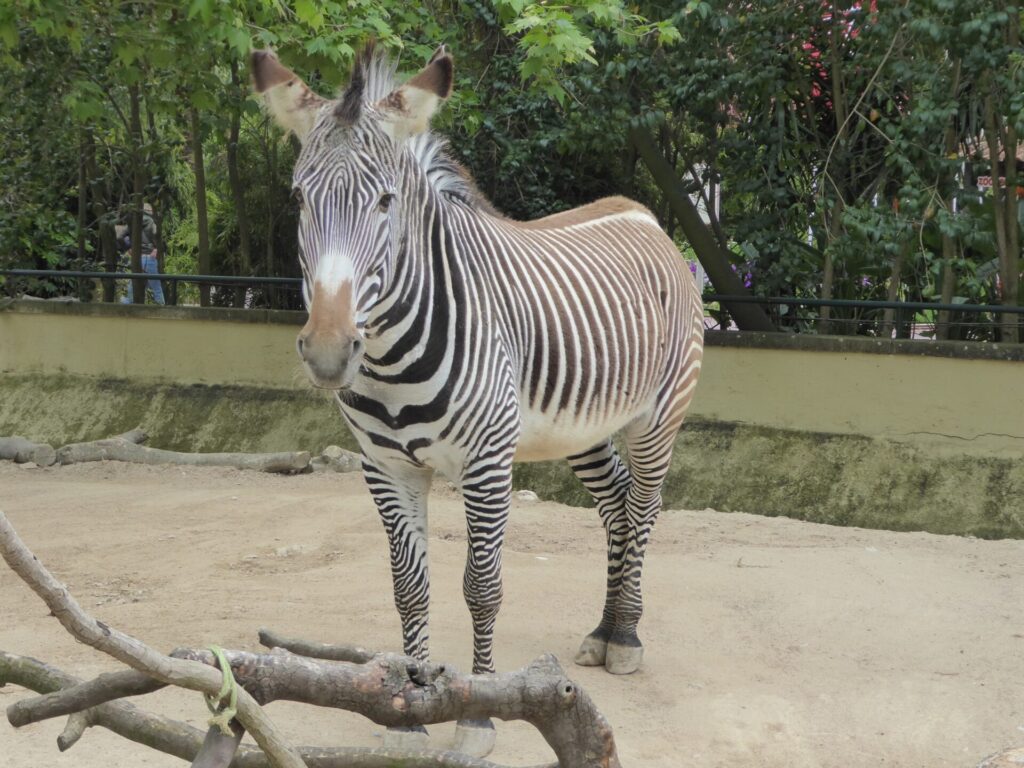 Zebra im Zoo in Lissabon