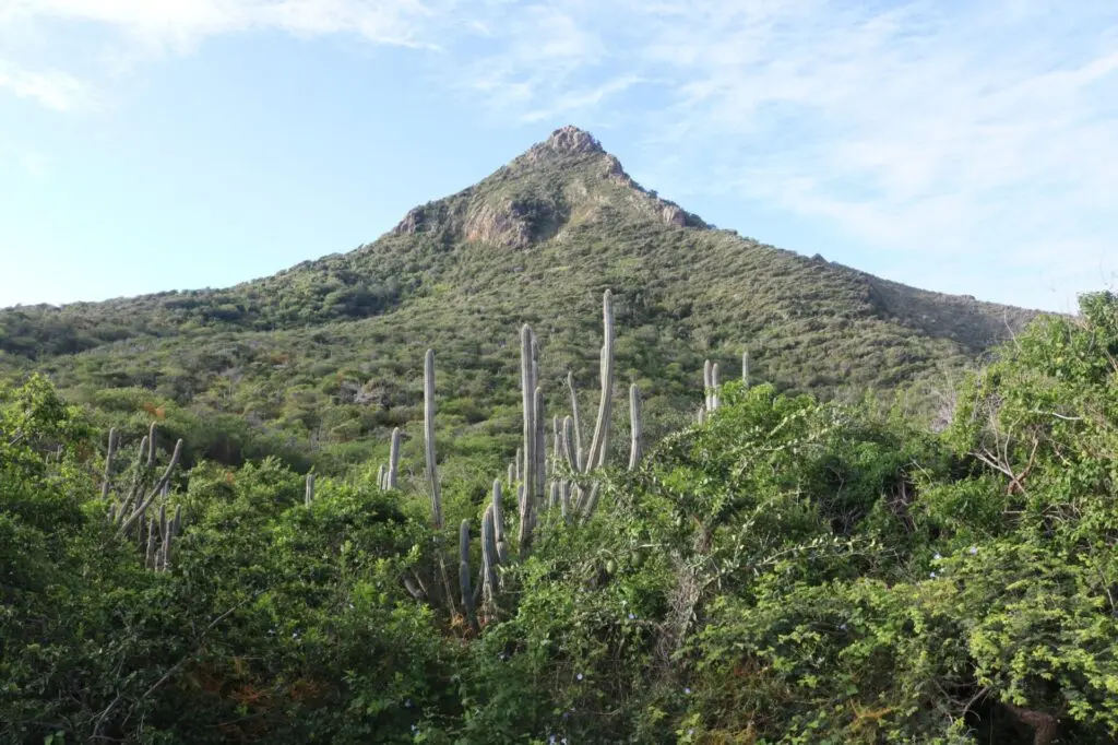Karibische Natur mit Bergen und Cactus