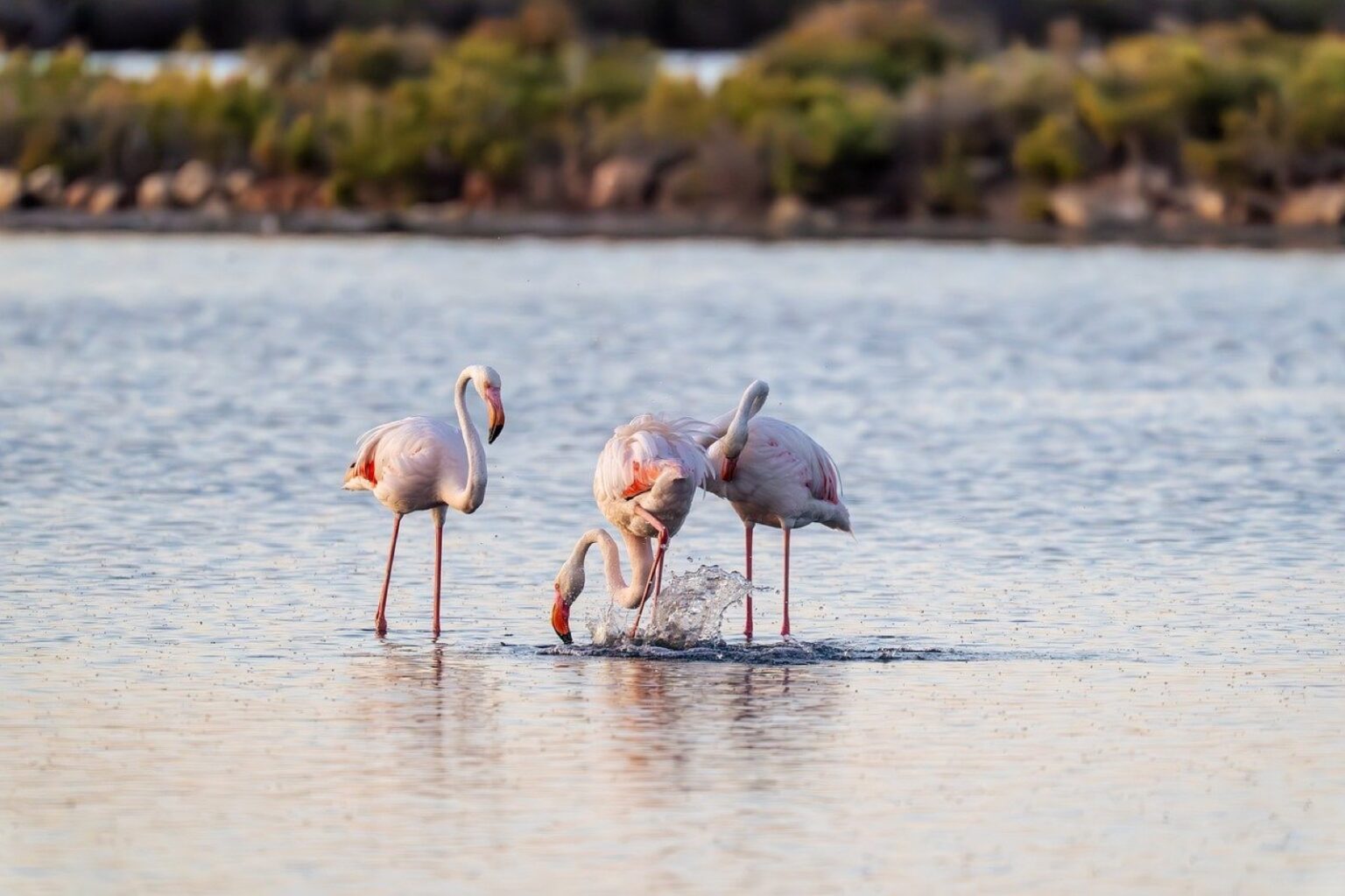Flamingos Molentargius-Saline auf Sardinien