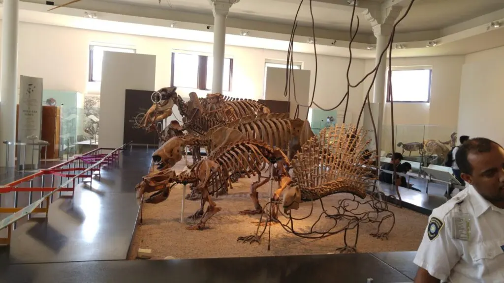 Dino-Skelette im American Museum of Natural History in New York