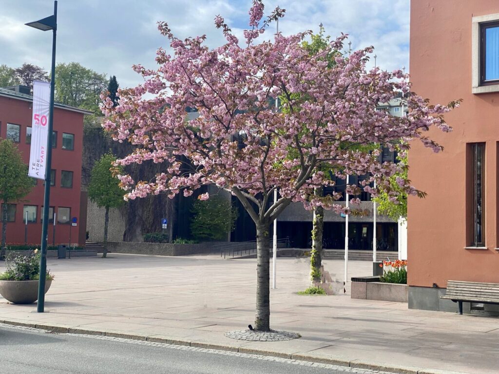 Rosa blühender Baum im Zentrum von Molde