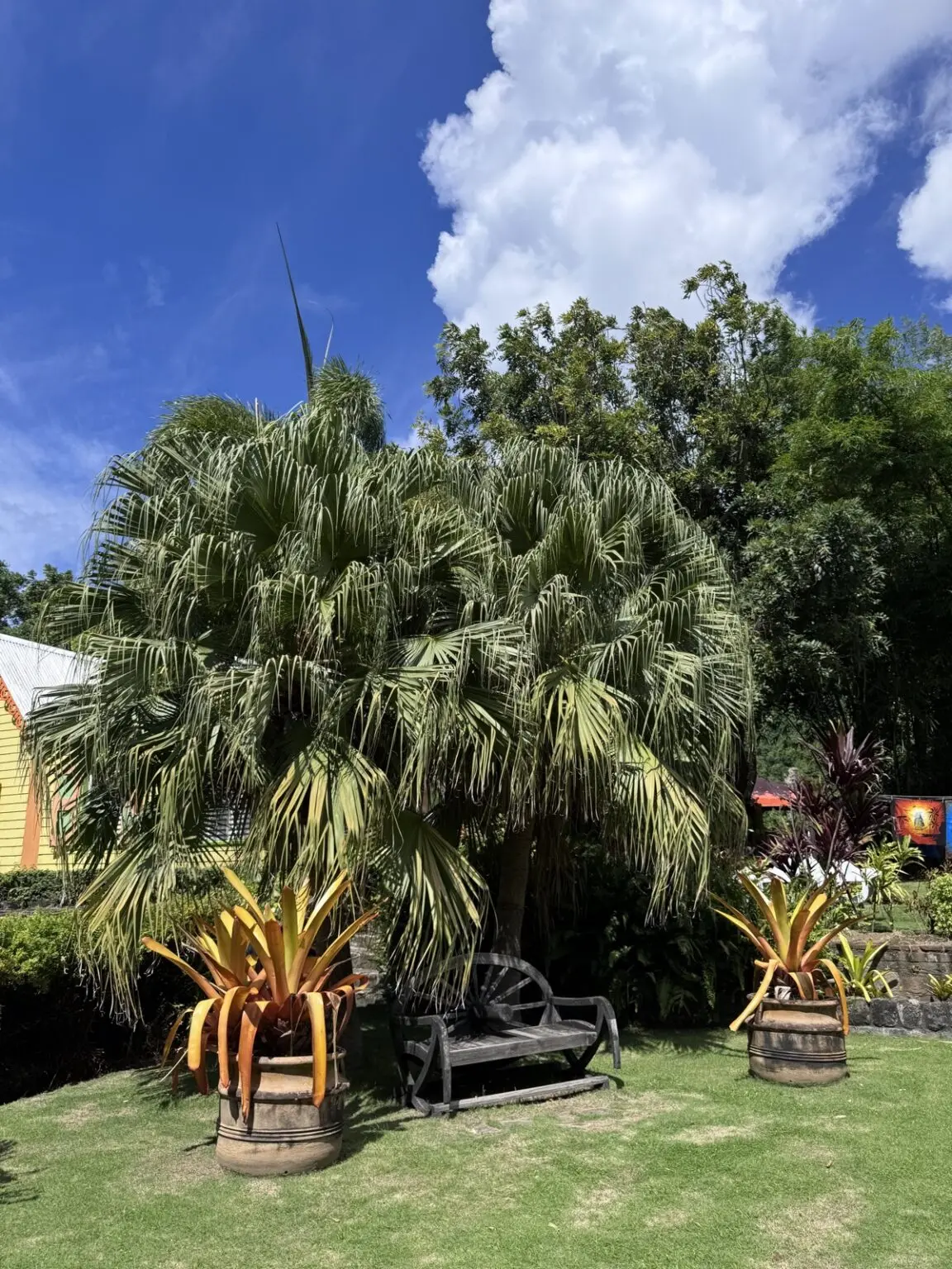 Tropischer Garten St. Kitts mit Palmen