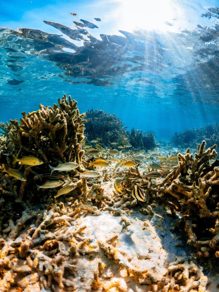 Korallen im Meer von  St. Maarten 