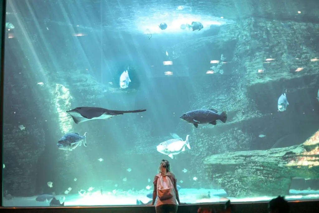Großes Aquarium-Fenster mit vielen Fischen