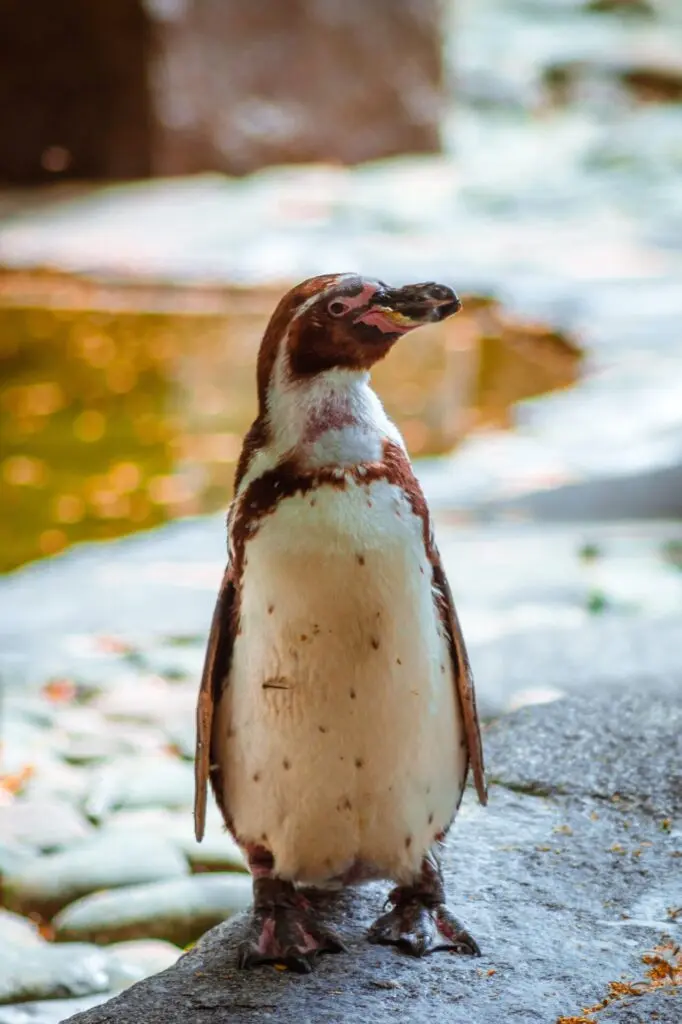 Pinguin