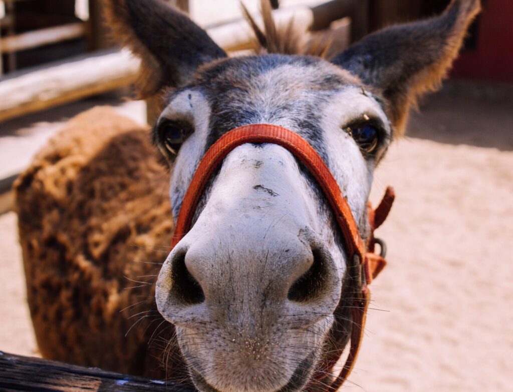 Esel in der Donkey Sanctuary auf Aruba
