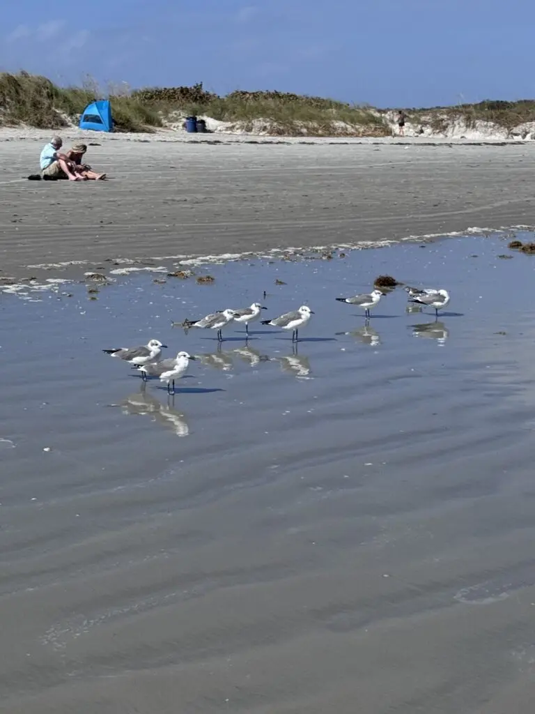 Möve am Jetty Park Beach in Port Canaveral