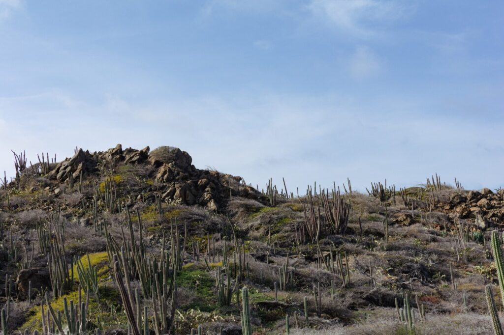 Landschaft mit Kakteen auf Aruba 