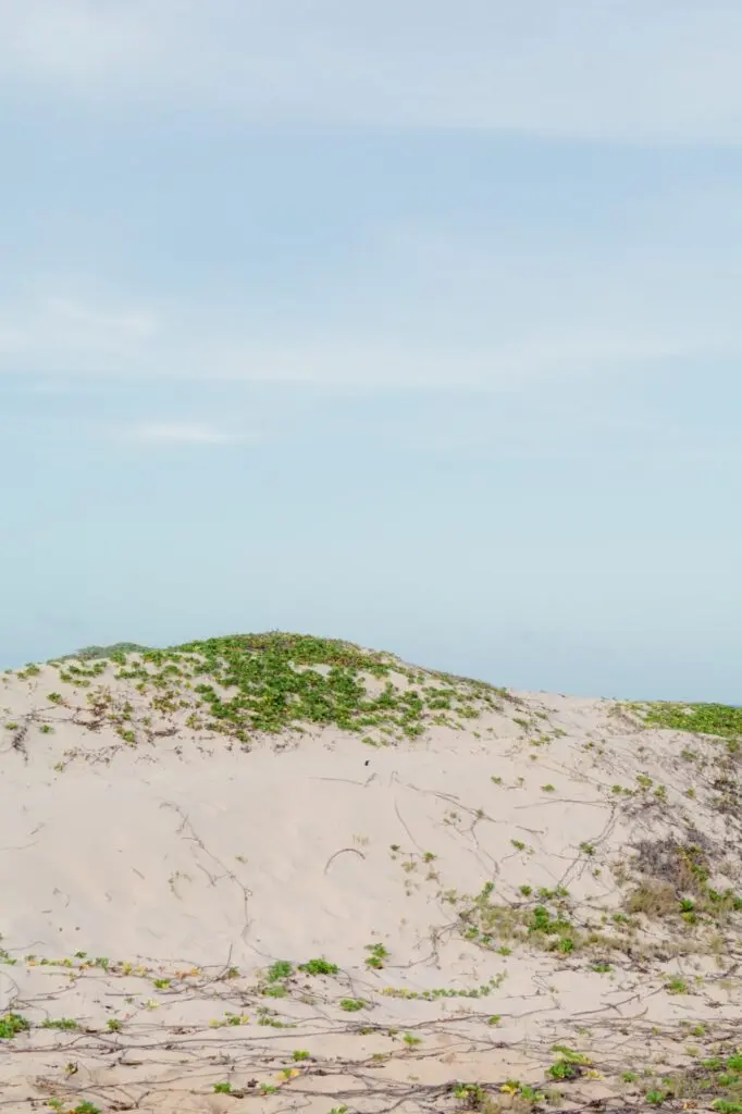 Dünne mit Gras auf Aruba 