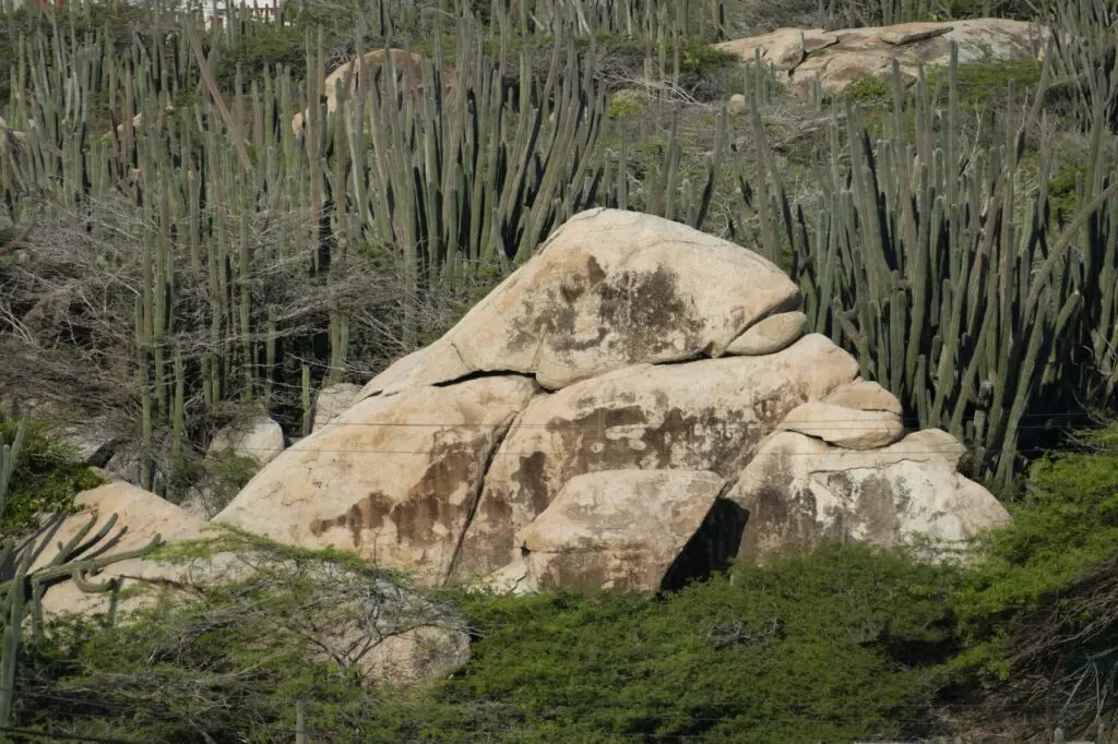 Kakteenlandschaft mit Stein im Rock Formation auf Aruba