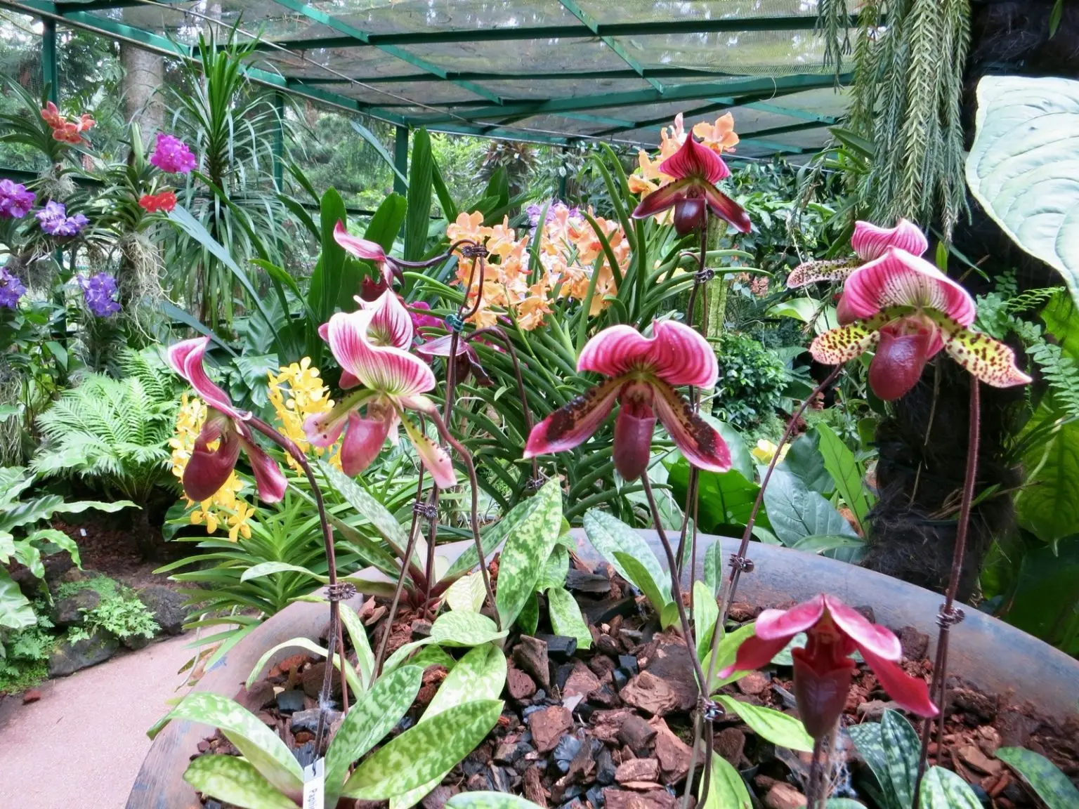 botanischer Garten Singapur