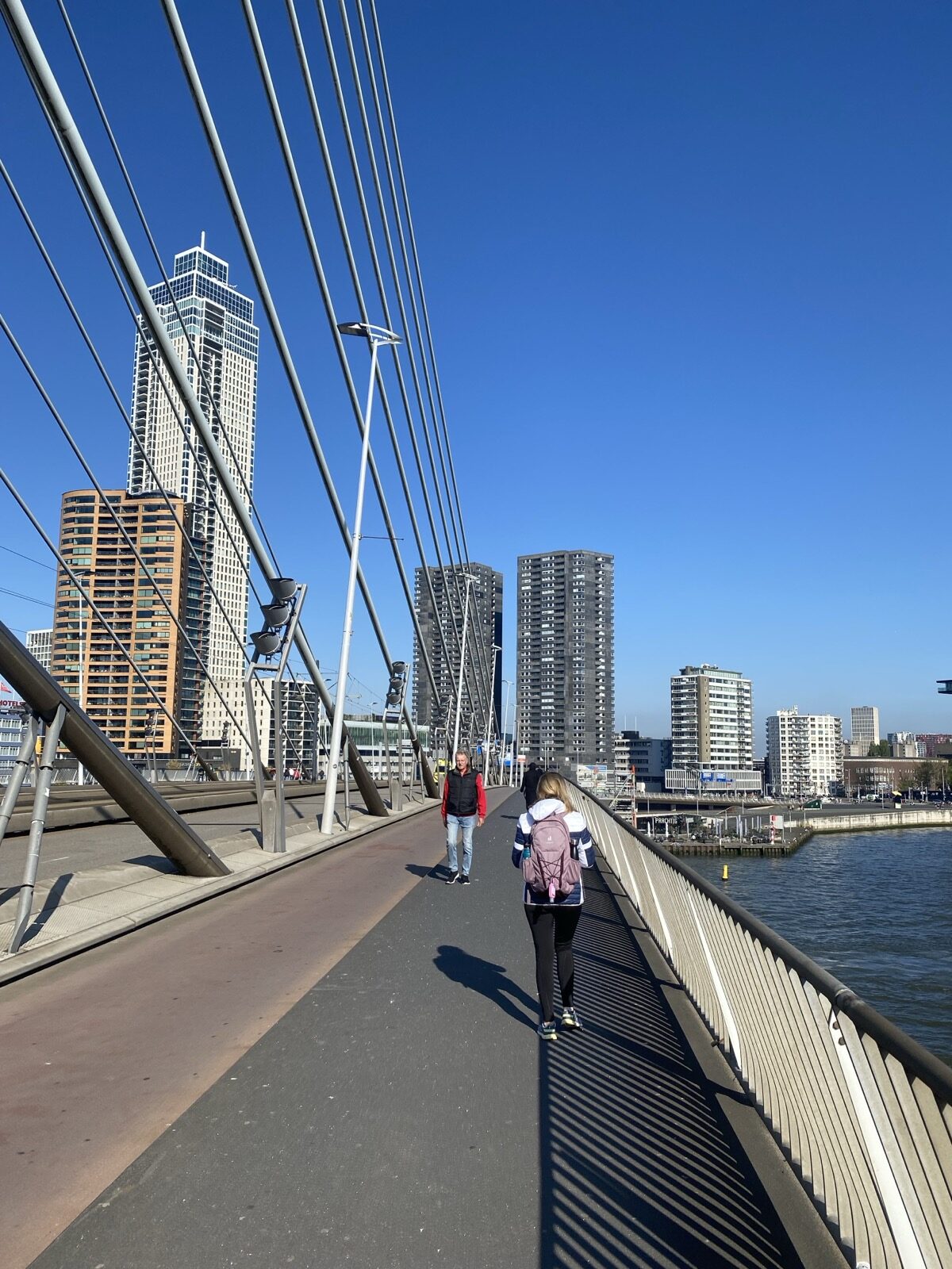 Erasmusbrücke Schwanenbrücke in Rotterdam