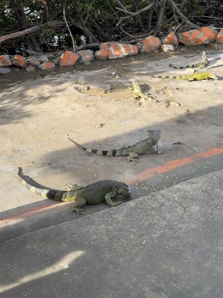 Leguan-Fütterung auf St. Maarten
