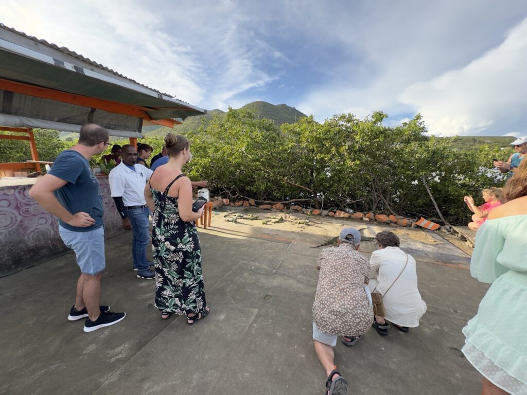 Leguan-Fütterung auf St. Maarten