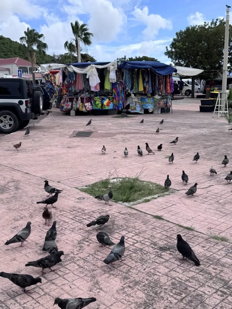 Tauben auf dem Markt in Marigot