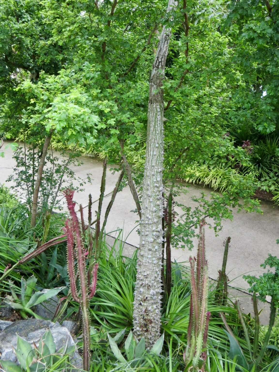 Botanischer Garten Singapur