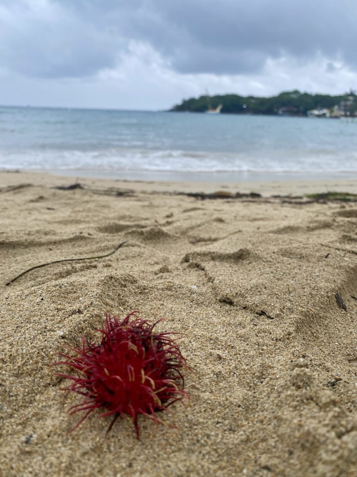 Strand auf Roatan Honduras