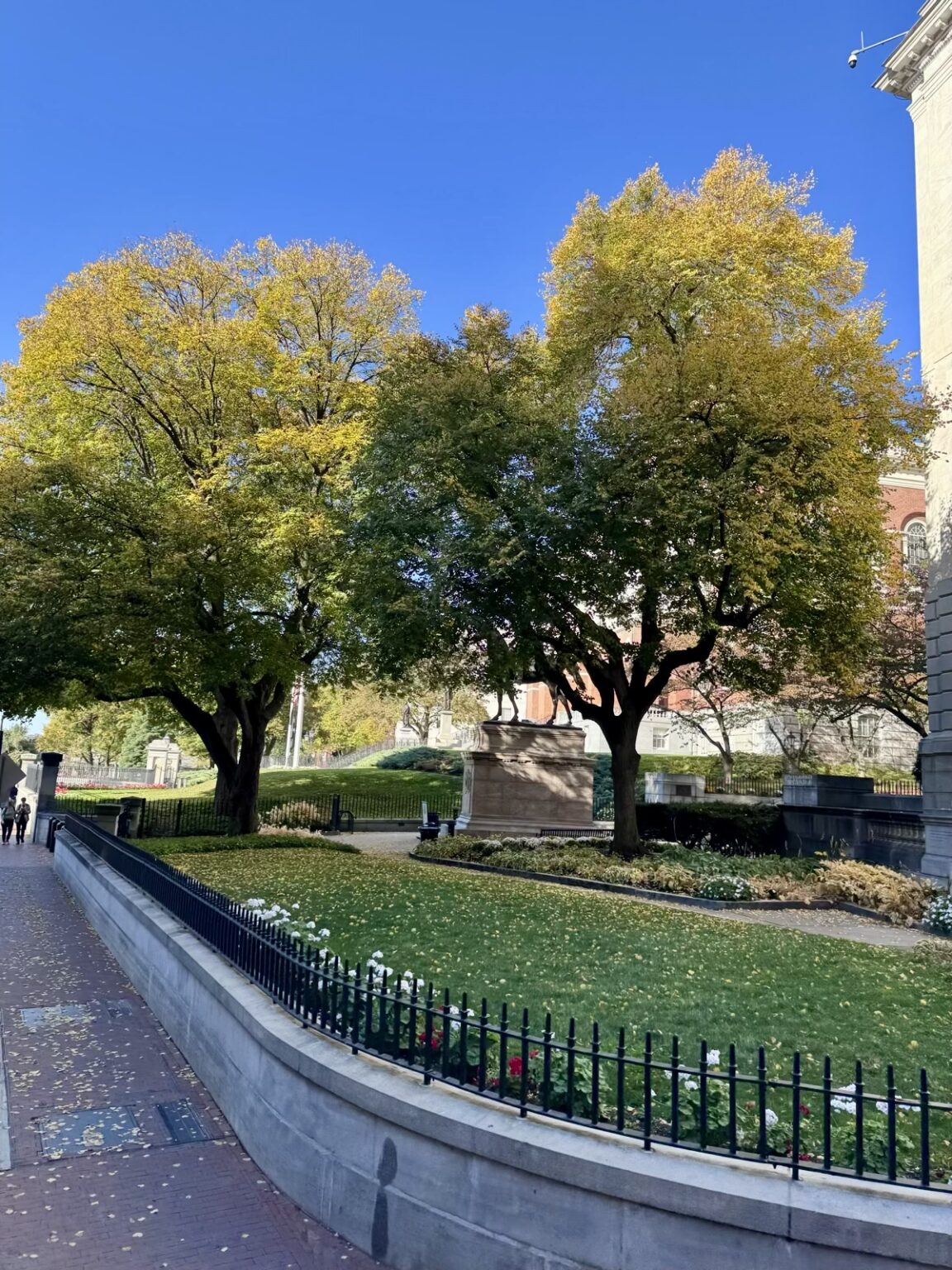 Baum-Allee im Boston Common