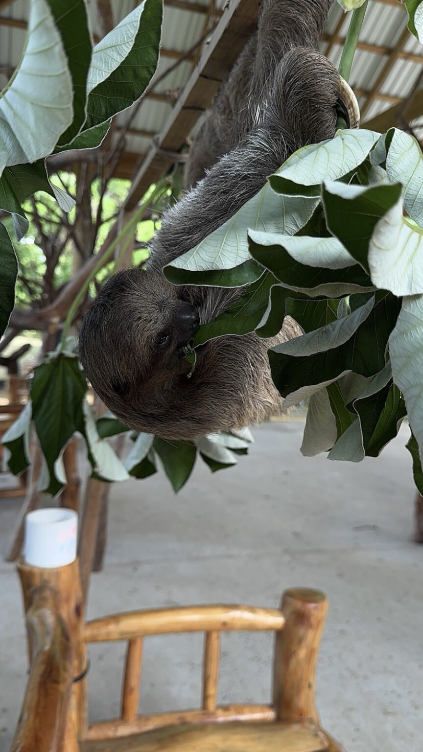 Tierpark Roatan Honduras mit Faultieren