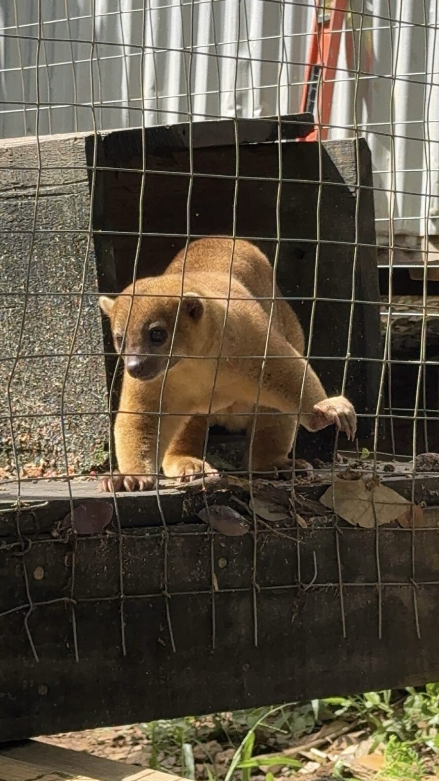Daniel Johnson's Monkey and Sloth Hang Out Roatan