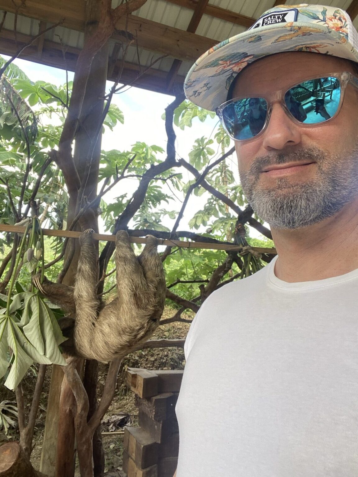 Faultier auf Baum in Roatan Honduras